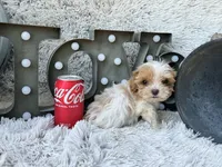 Acorn, a male Cavapoo for sale in Bowling Green, KY – 2 of 6