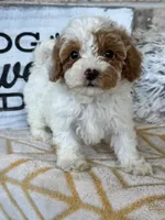 Reese, a female Cavapoo for sale in Bowling Green, KY – 2 of 7