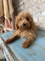 Cami, a female Miniature Labradoodle for sale in Bowling Green, KY – 3 of 7