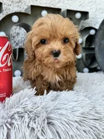Apple, a female Cavapoo for sale in Bowling Green, KY – 10 of 10