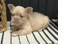 King George, a male French Bulldog for sale in Bowling Green, KY – 6 of 8
