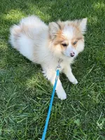 Otto, a male Pomsky for sale in Bowling Green, KY – 7 of 7