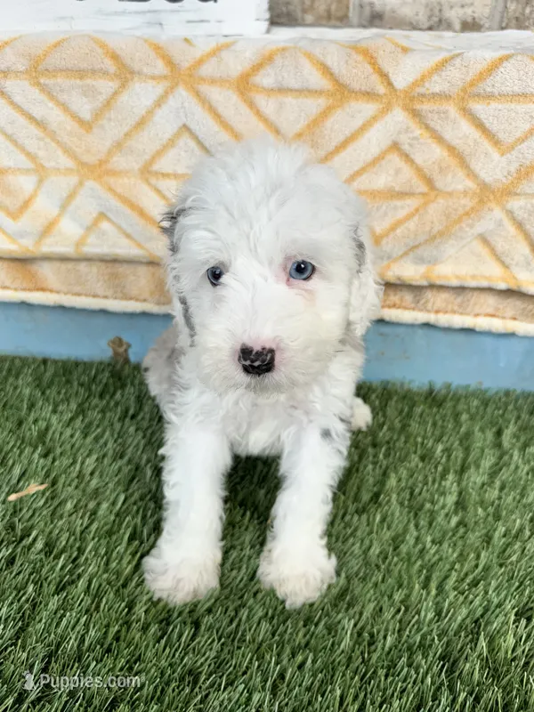 Nitro – Sheepadoodle, Miniature Bernedoodle puppy for sale in Bowling Green, KY