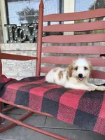 Bailey, a female Miniature Bernedoodle for sale in Bowling Green, KY – 7 of 8