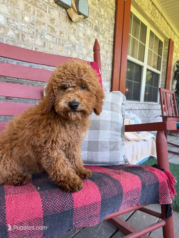 Jack – Miniature Labradoodle puppy for sale in Bowling Green, KY