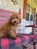 Jack, a male Miniature Labradoodle for sale in Bowling Green, KY – 1 of 4