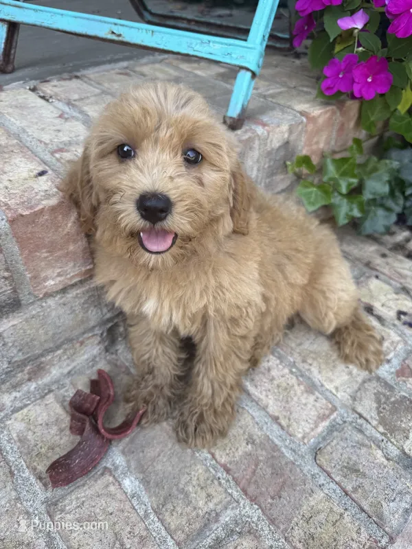 Chloe – Miniature Labradoodle puppy for sale in Bowling Green, KY