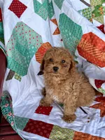 Epic, a male Cavapoo for sale in Bowling Green, KY – 4 of 4