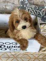Beaver, a male Miniature Bernedoodle for sale in Bowling Green, KY – 9 of 10