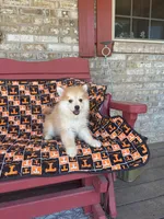 Ryder, a male Pomsky for sale in Bowling Green, KY – 8 of 9