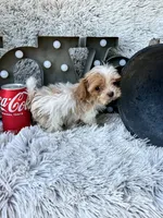 Acorn, a male Cavapoo for sale in Bowling Green, KY – 6 of 6