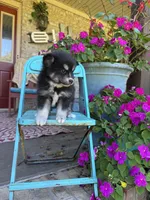 Avery, a female Pomsky for sale in Bowling Green, KY – 3 of 7