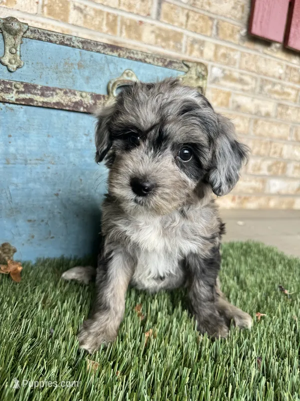 Sydney – Bernedoodle puppy for sale in Bowling Green, KY