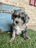 Sydney, a female Bernedoodle for sale in Bowling Green, KY – 4 of 5