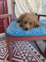 Callie, a female Miniature Labradoodle for sale in Bowling Green, KY – 5 of 5