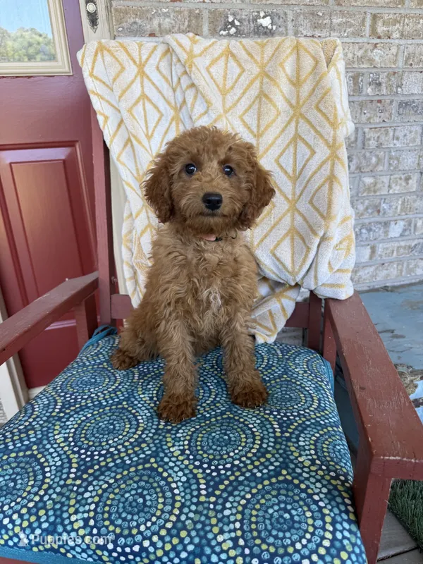 Callie – Miniature Labradoodle puppy for sale in Bowling Green, KY
