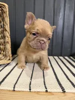 Cashmere, a female French Bulldog for sale in Bowling Green, KY – 8 of 8