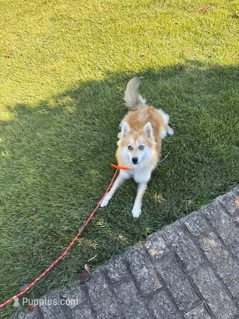 Reese – Pomsky puppy for sale in Bowling Green, KY