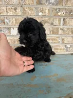 Salem, a female Sheepadoodle and Miniature Bernedoodle for sale in Bowling Green, KY – 2 of 7
