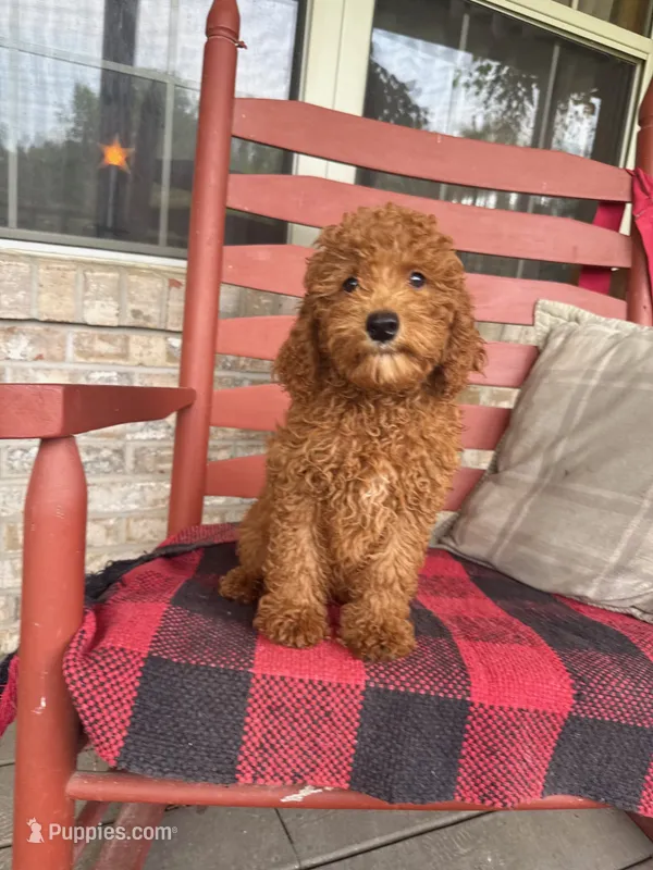 Goldie – Miniature Labradoodle puppy for sale in Bowling Green, KY