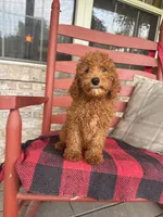 Goldie, a female Miniature Labradoodle for sale in Bowling Green, KY – 1 of 5