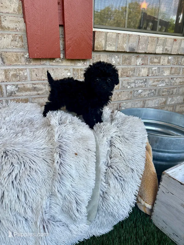 Lola – Cavapoo puppy for sale in Bowling Green, KY