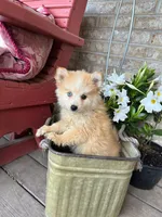 Hailey, a female Pomsky for sale in Bowling Green, KY – 4 of 7