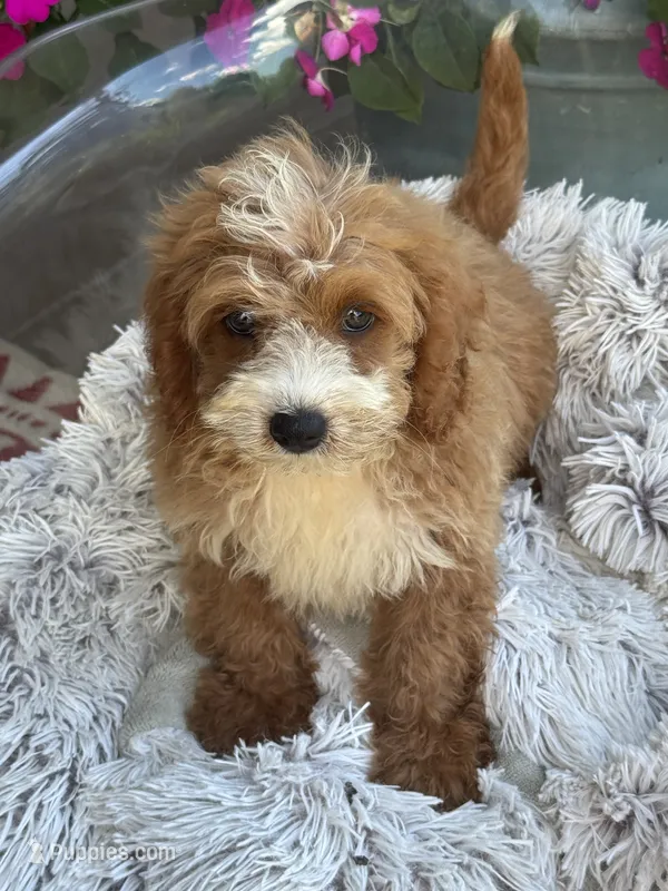 Beaver – Miniature Bernedoodle puppy for sale in Bowling Green, KY