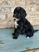 Star, a female Sheepadoodle and Miniature Bernedoodle for sale in Bowling Green, KY – 2 of 6