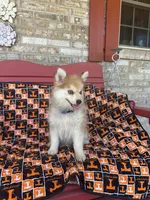 Rocky, a male Pomsky for sale in Bowling Green, KY – 2 of 6
