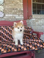 Ryder, a male Pomsky for sale in Bowling Green, KY – 4 of 9