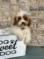 Reese, a female Cavapoo for sale in Bowling Green, KY – 4 of 7