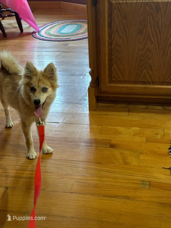 Reese – Pomsky puppy for sale in Bowling Green, KY