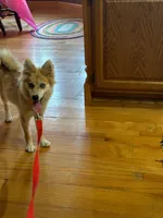 Reese, a male Pomsky for sale in Bowling Green, KY – 3 of 6