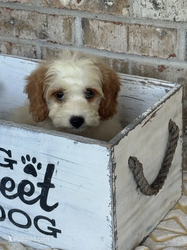 Bailey – Miniature Bernedoodle puppy for sale in Bowling Green, KY