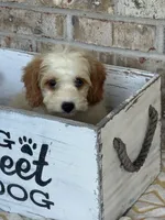 Bailey, a female Miniature Bernedoodle for sale in Bowling Green, KY – 5 of 10