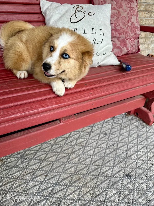 Chance – Pomsky puppy for sale in Bowling Green, KY