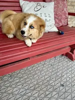 Chance, a male Pomsky for sale in Bowling Green, KY – 5 of 7