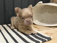 Cinnamon, a female French Bulldog for sale in Bowling Green, KY – 7 of 8