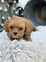 Autumn, a female Cavapoo for sale in Bowling Green, KY – 5 of 6