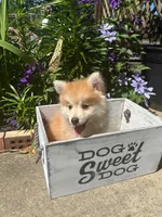 Ryder, a male Pomsky for sale in Bowling Green, KY – 9 of 9