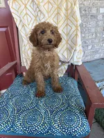 Callie, a female Miniature Labradoodle for sale in Bowling Green, KY – 4 of 5