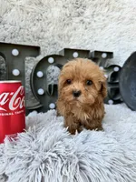 Apple, a female Cavapoo for sale in Bowling Green, KY – 8 of 10
