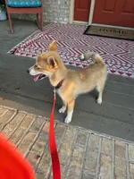 Hugo, a male Pomsky for sale in Bowling Green, KY – 5 of 6