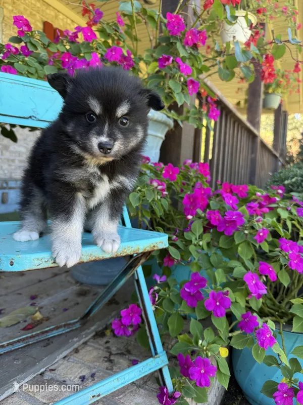 Avery – Pomsky puppy for sale in Bowling Green, KY