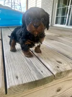 Mika, a female Cavapoo for sale in Bowling Green, KY – 2 of 7