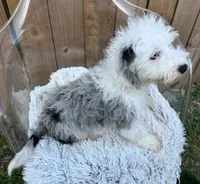 Nitro, a male Sheepadoodle for sale in Bowling Green, KY – 5 of 7