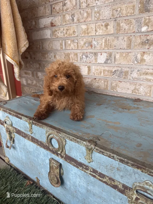 Cami – Miniature Labradoodle puppy for sale in Bowling Green, KY