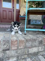 Aurora, a female Pomsky for sale in Bowling Green, KY – 5 of 8