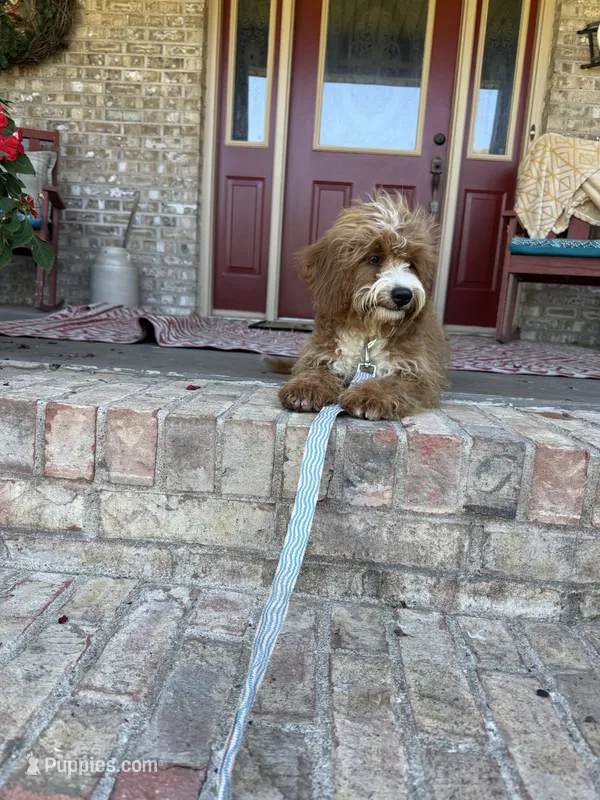 Beaver – Miniature Bernedoodle puppy for sale in Bowling Green, KY